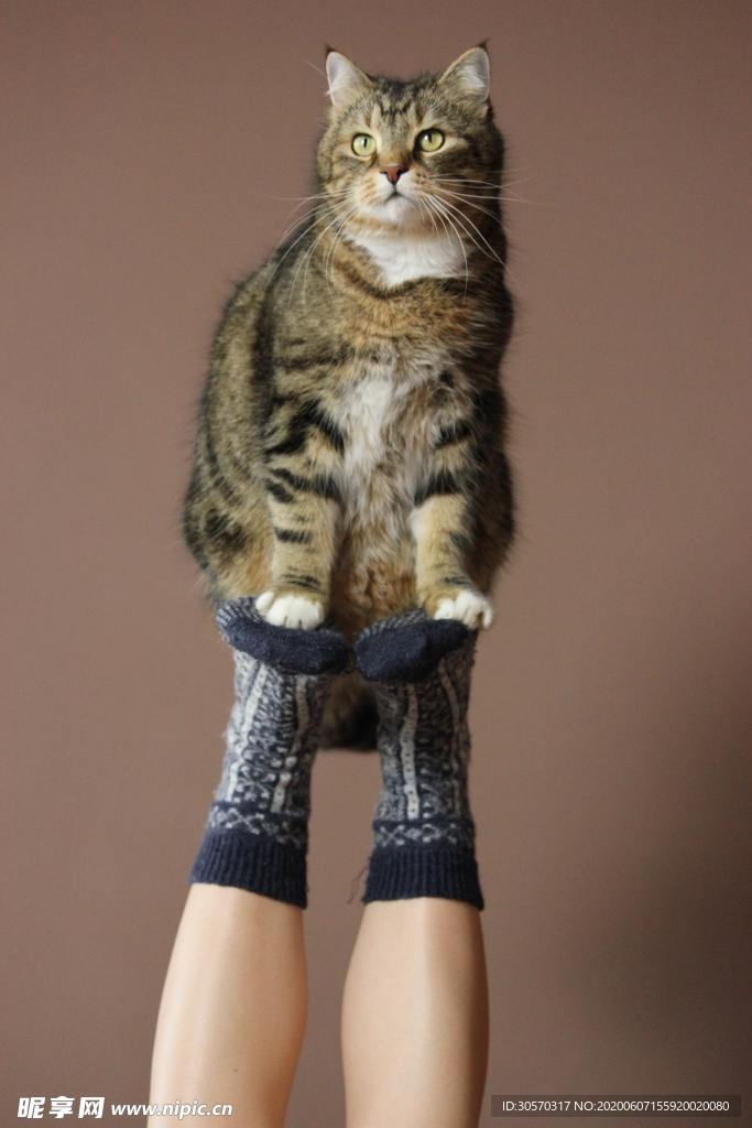 猫咪