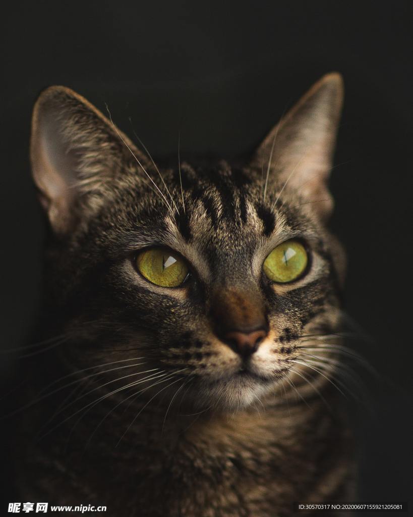 猫咪