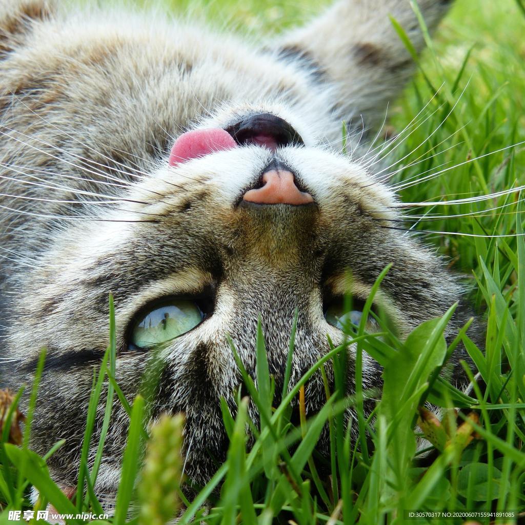 猫咪