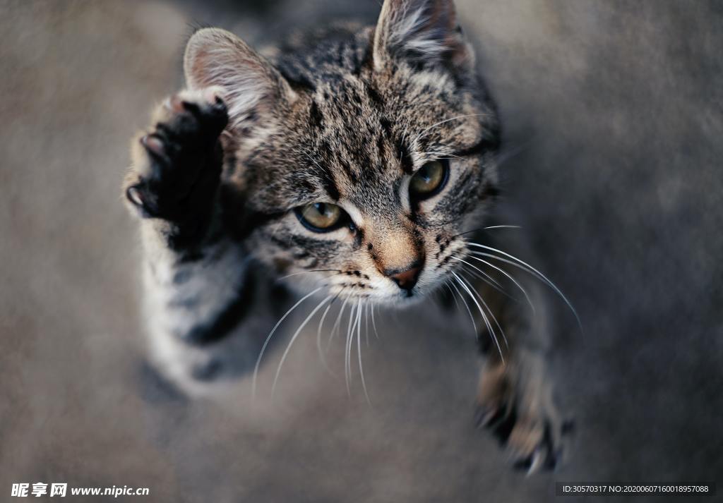 猫咪