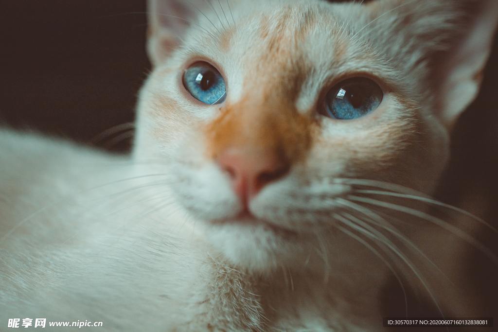 猫咪