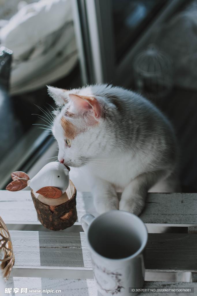 猫咪