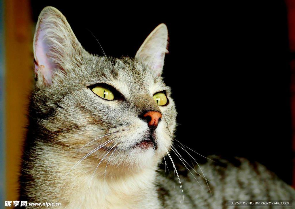 猫