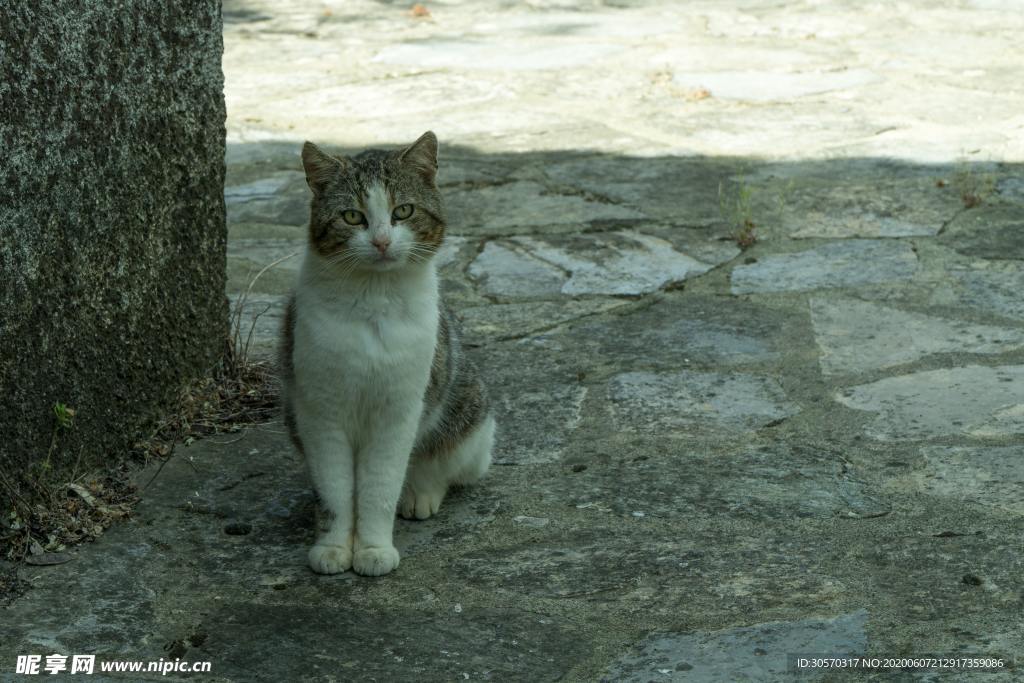 猫咪