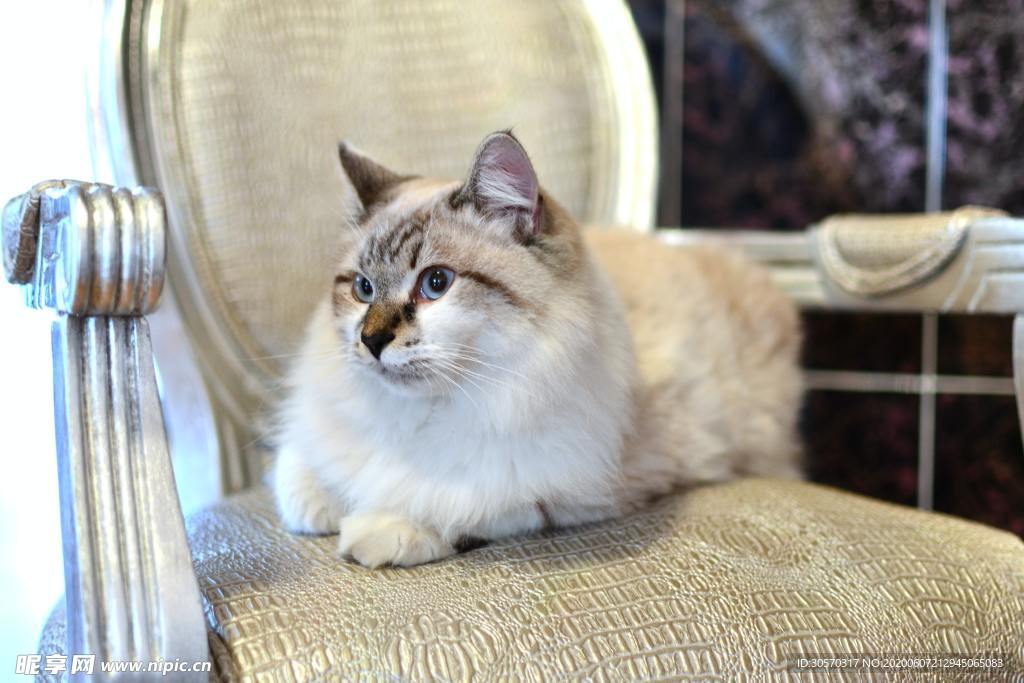小猫