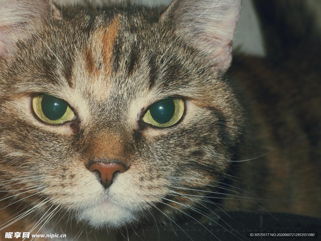 猫咪