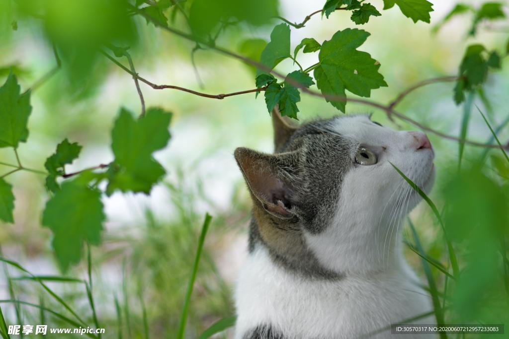 猫咪