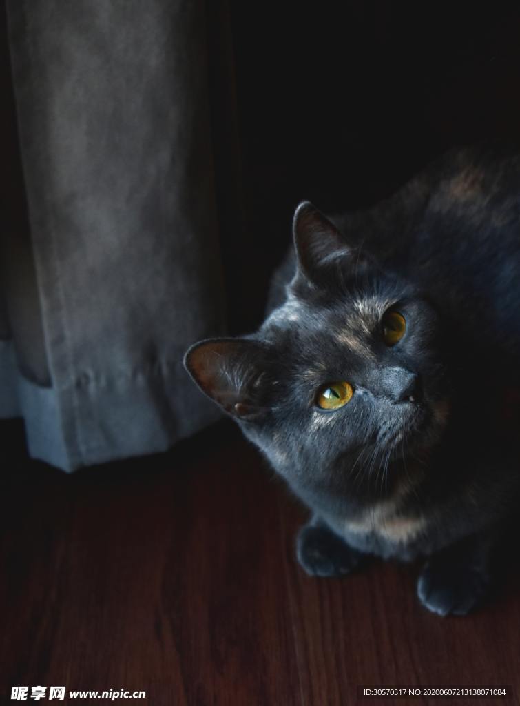 猫