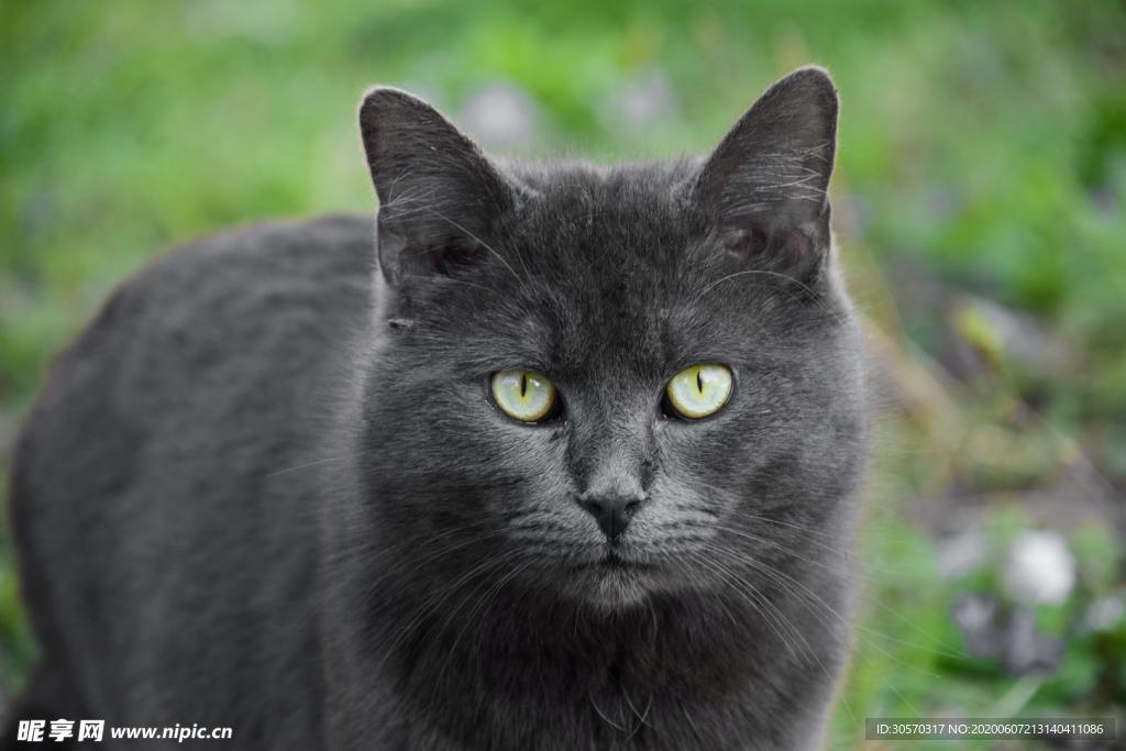 猫