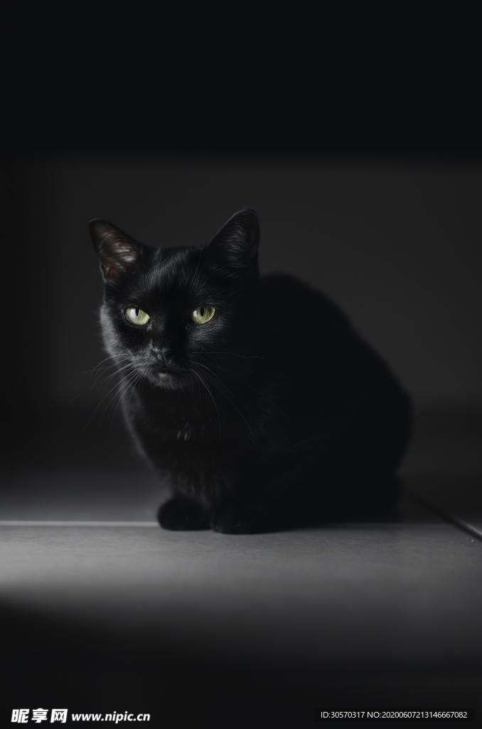猫