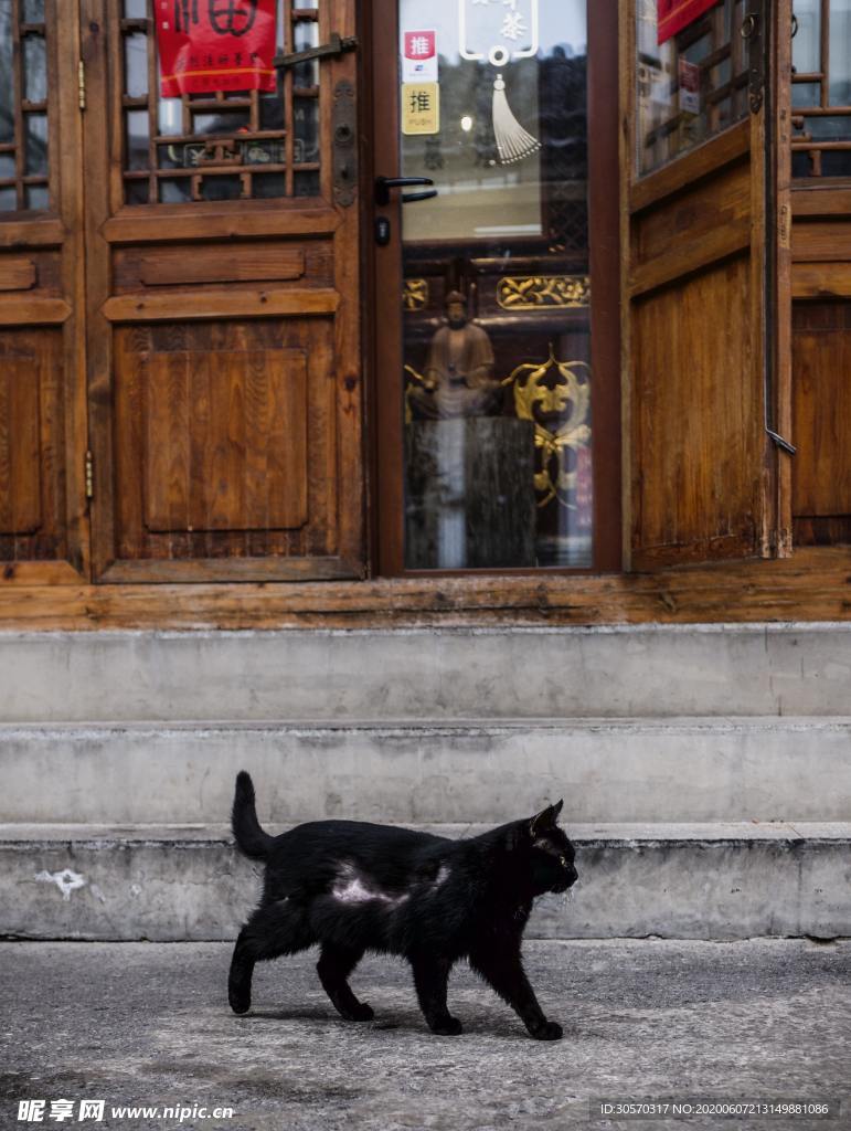 猫