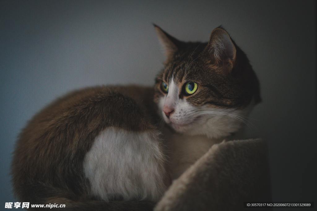 猫