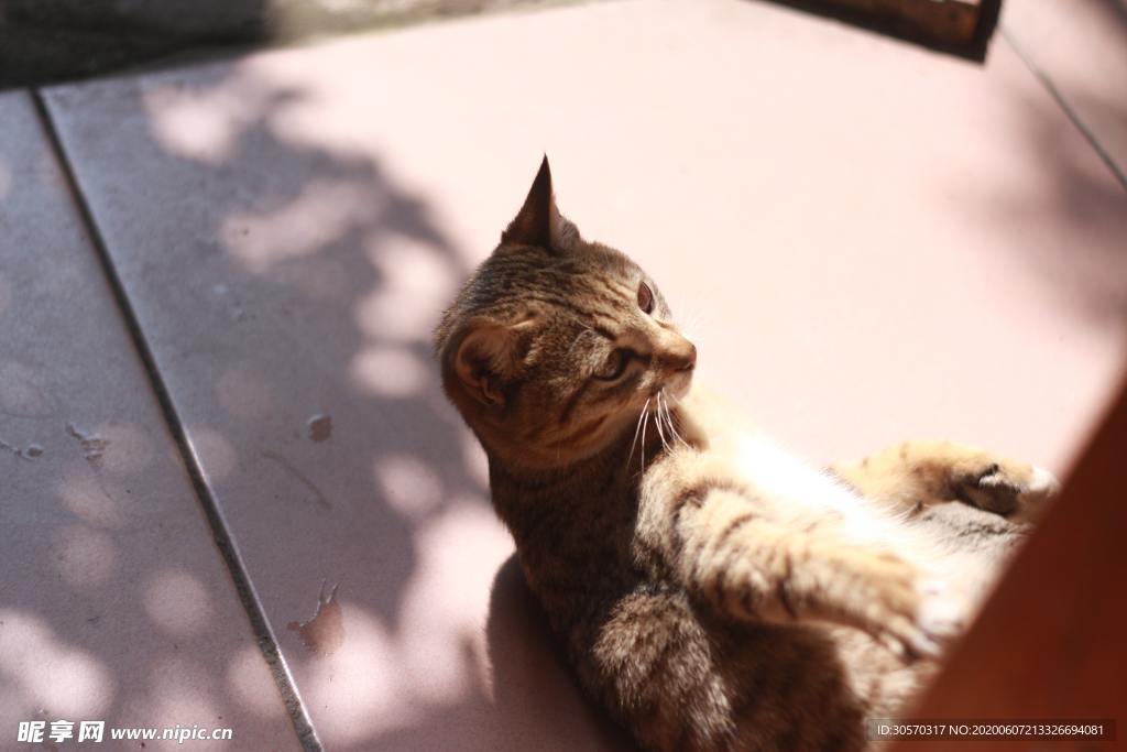 猫