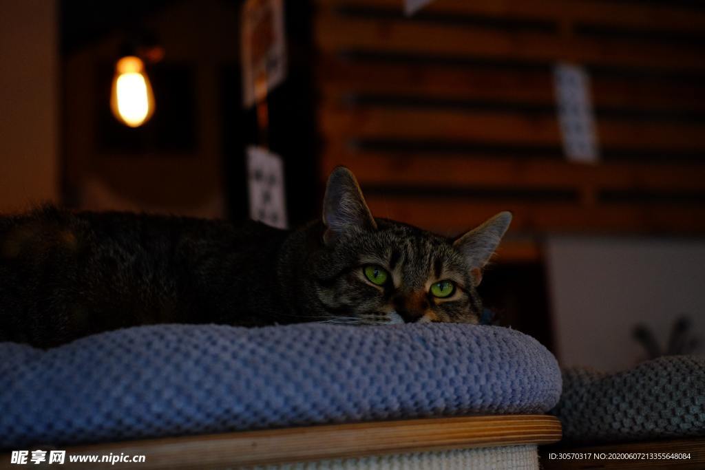 猫