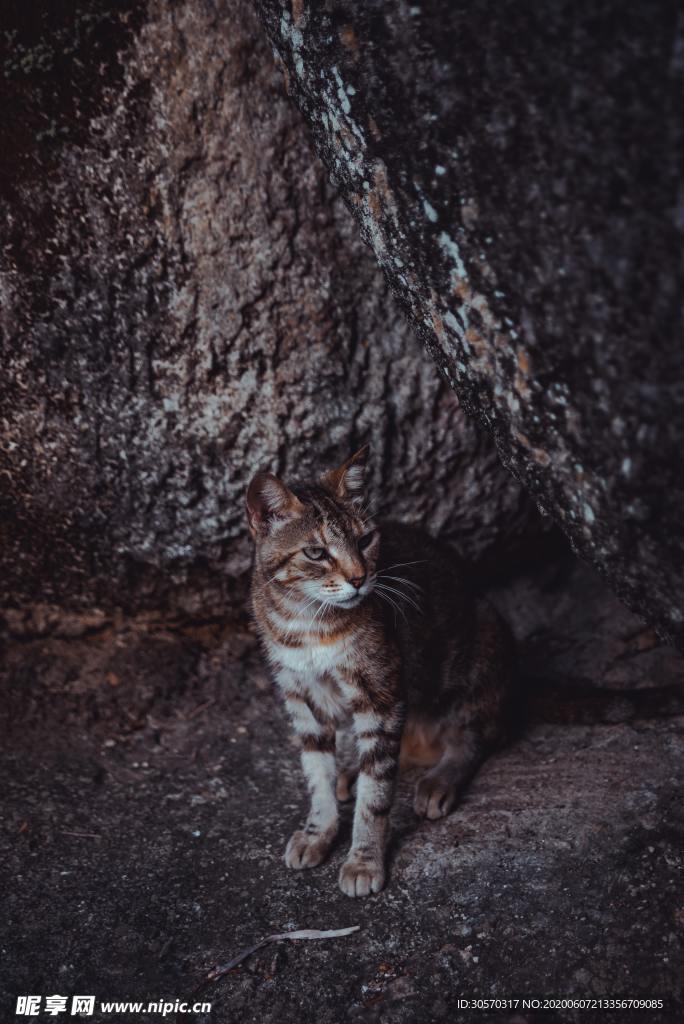 猫