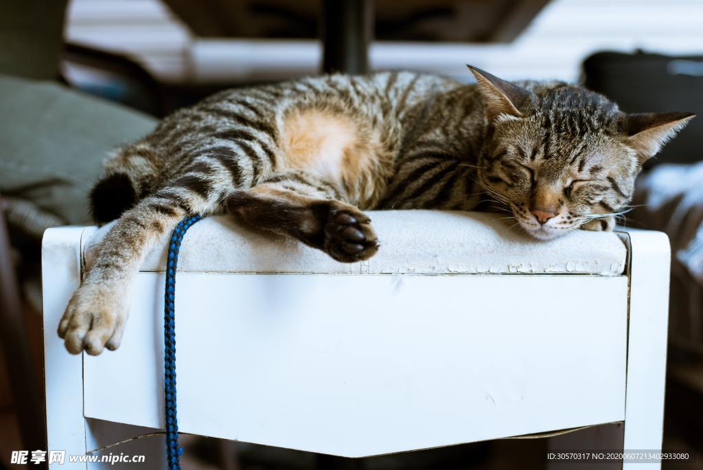 猫