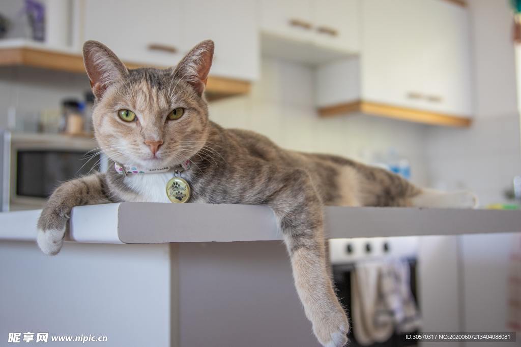 猫