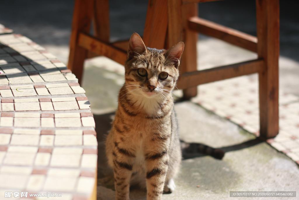 猫
