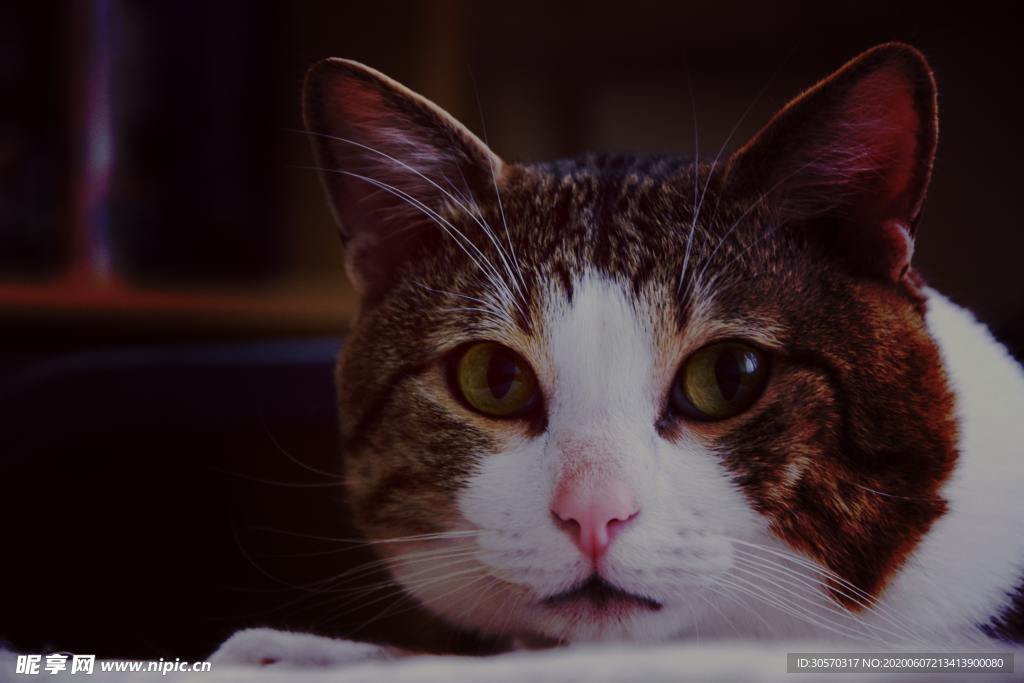 猫咪
