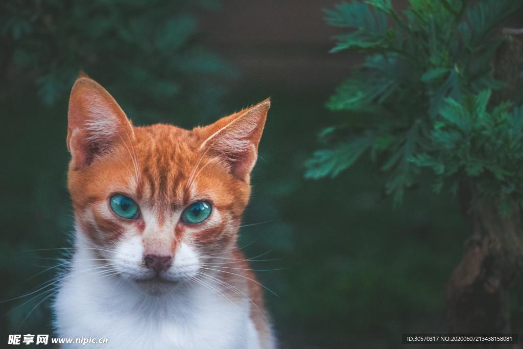 猫咪
