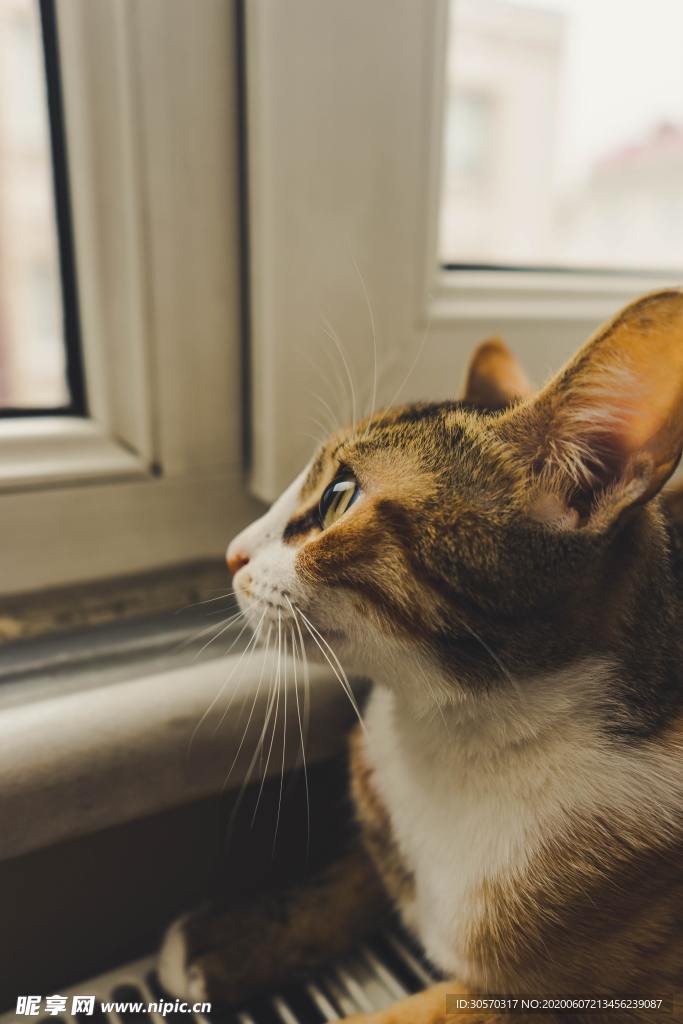 猫