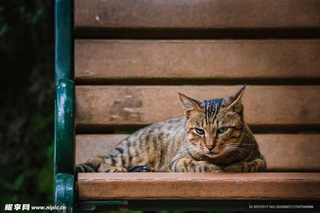 猫