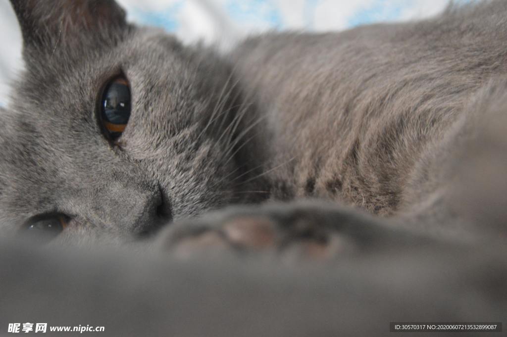 猫