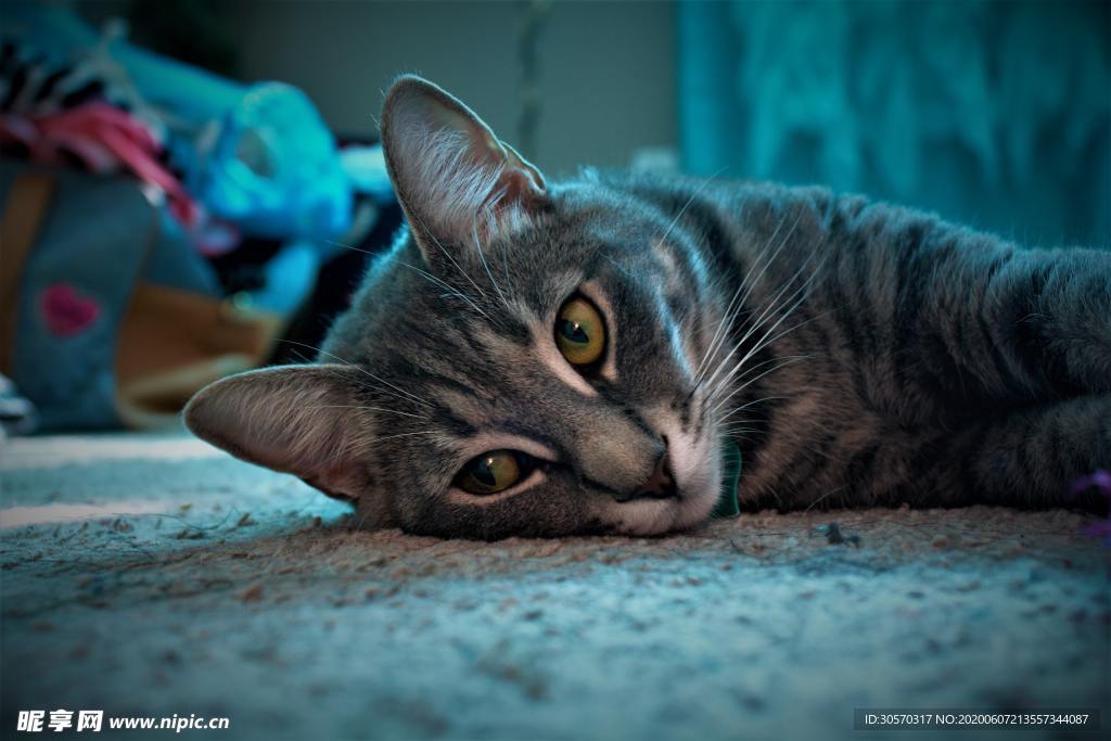 猫