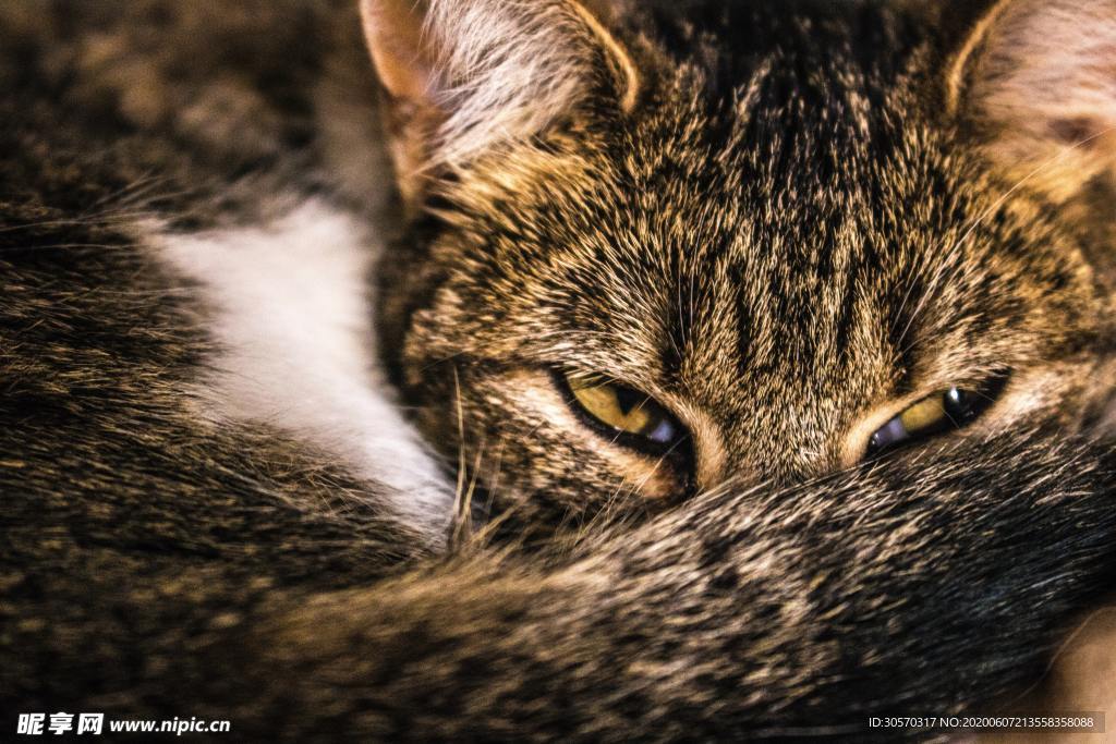 猫