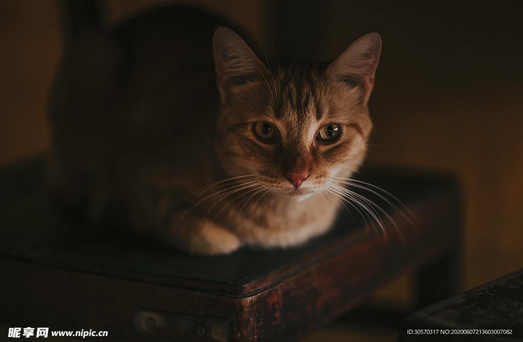 猫