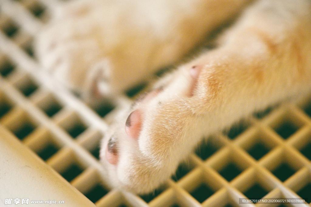 猫咪