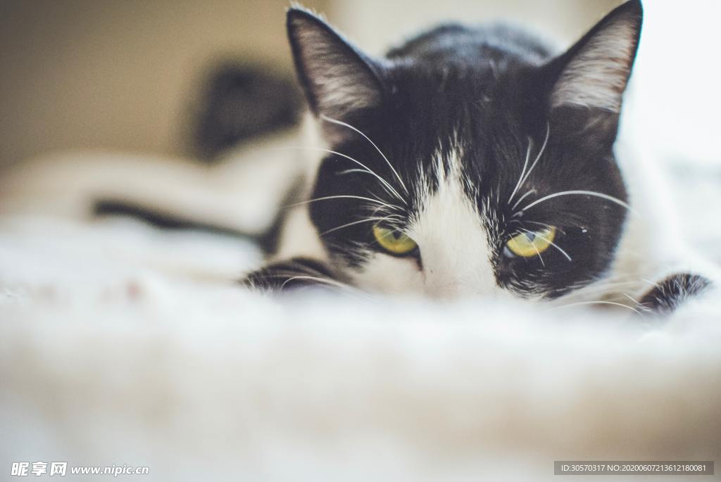 猫