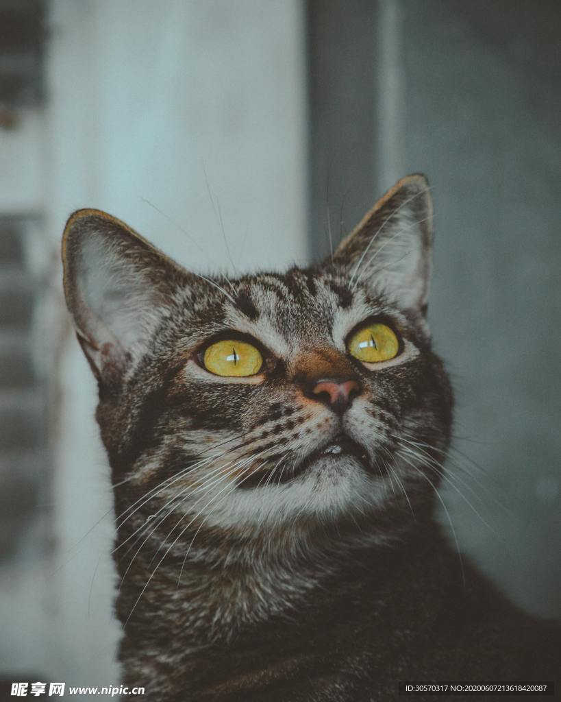 猫