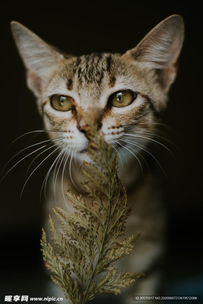 猫咪