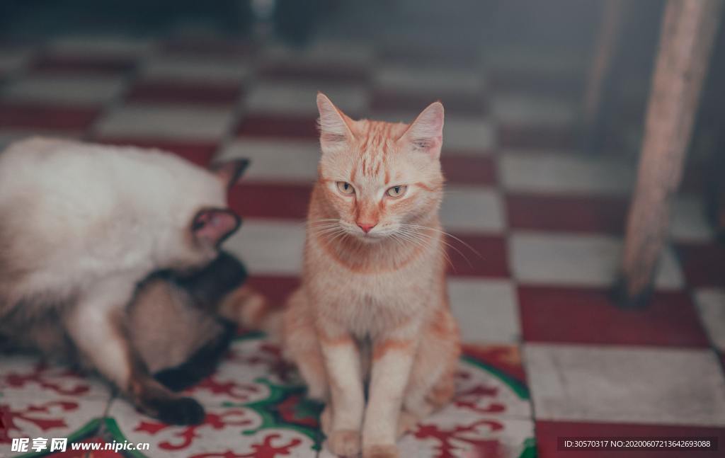 猫