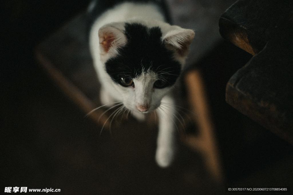 猫咪