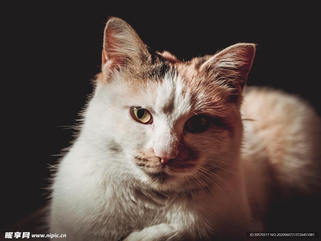 猫