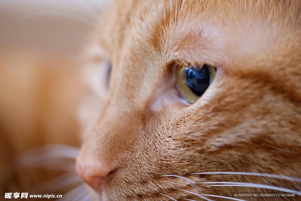 小猫