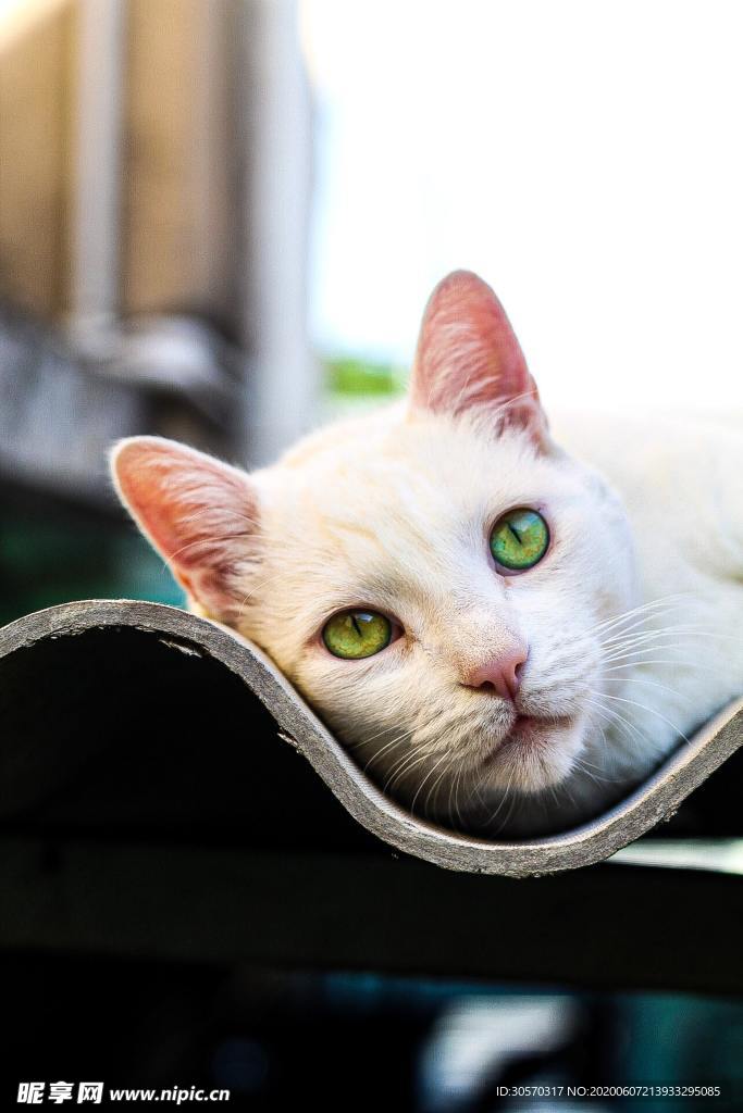 猫