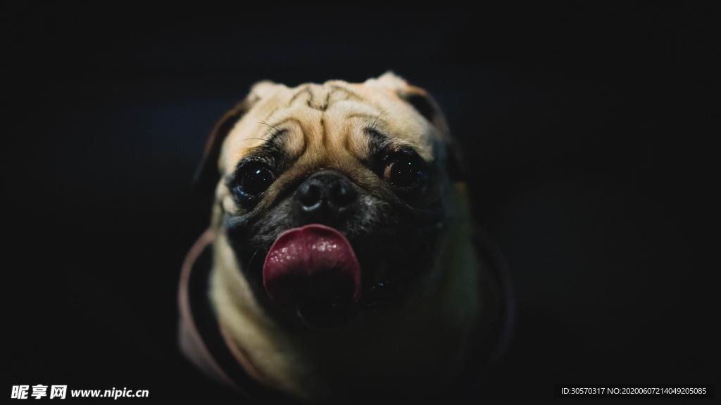 狗