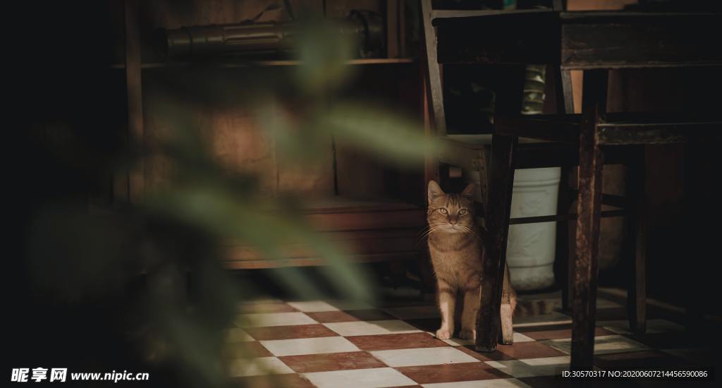 猫