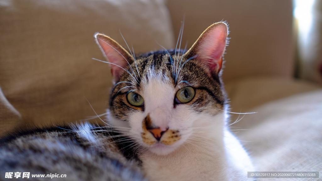 猫