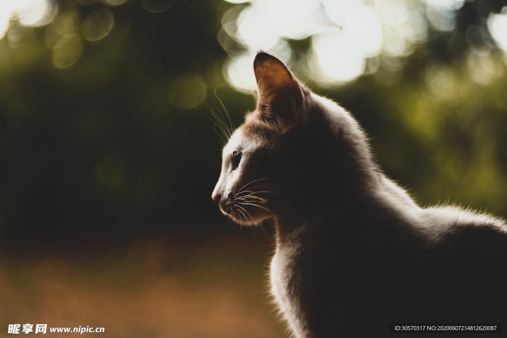 猫