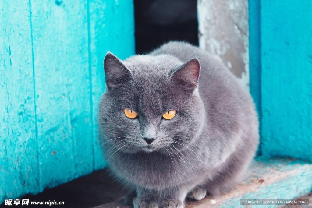 猫