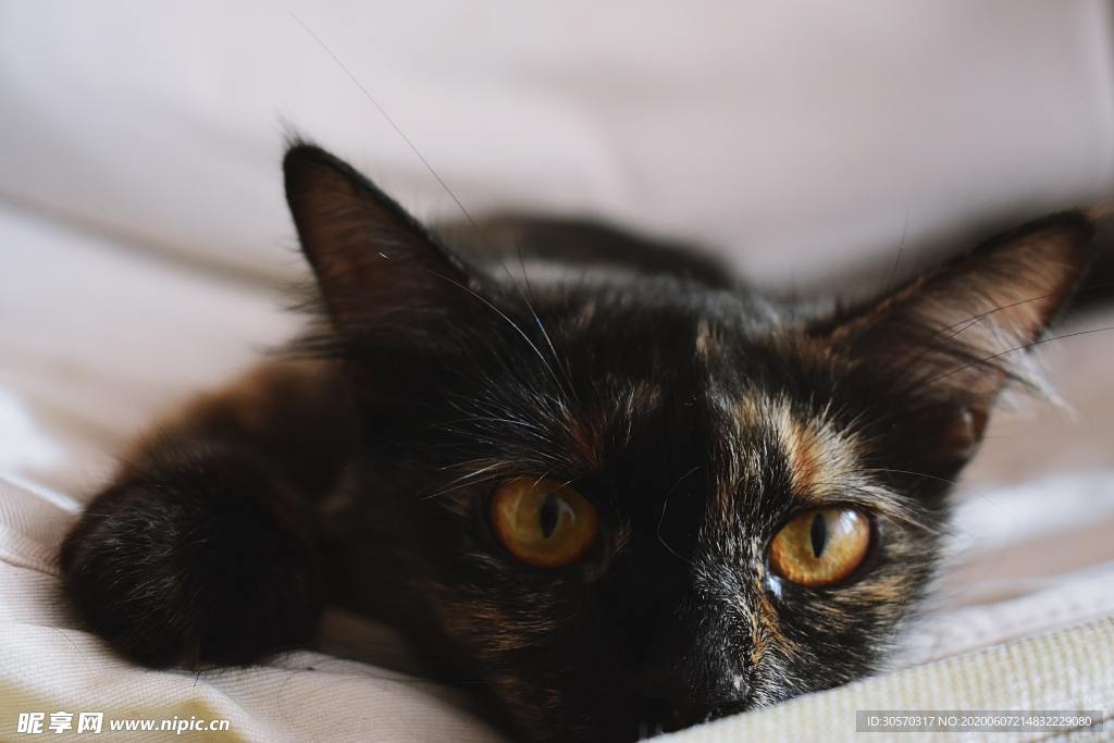 猫