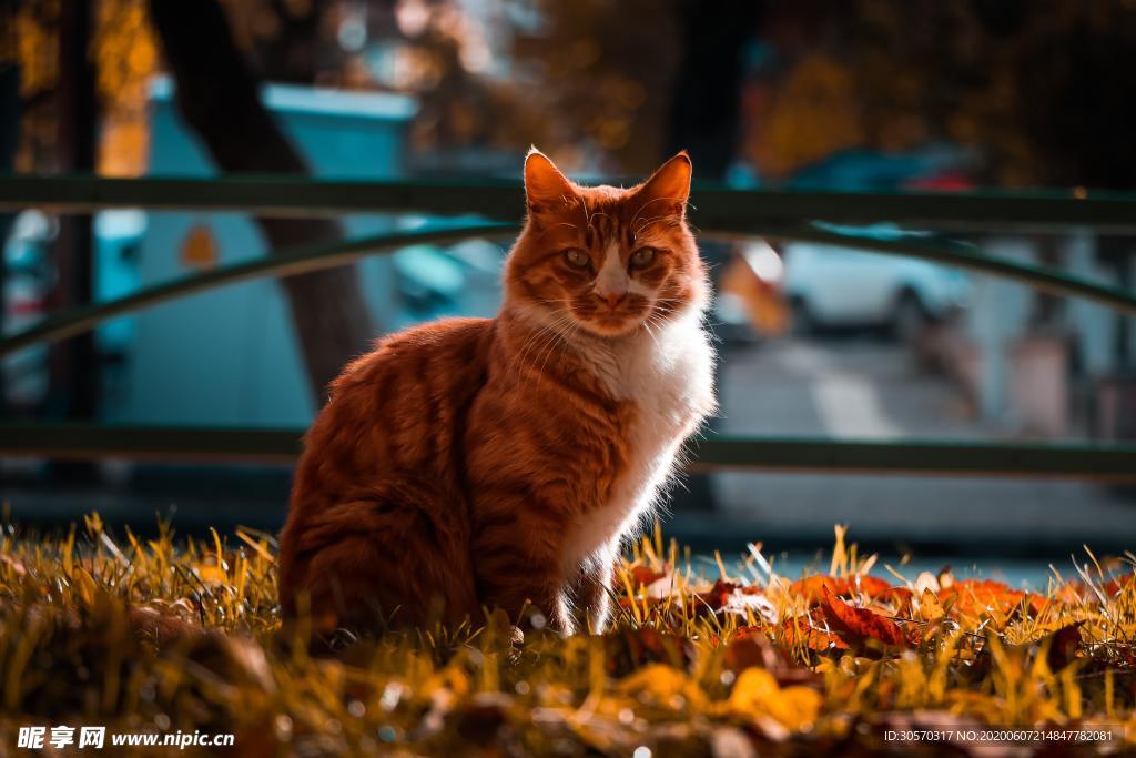 猫