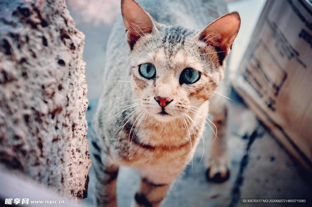 猫