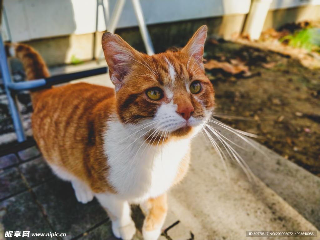 猫