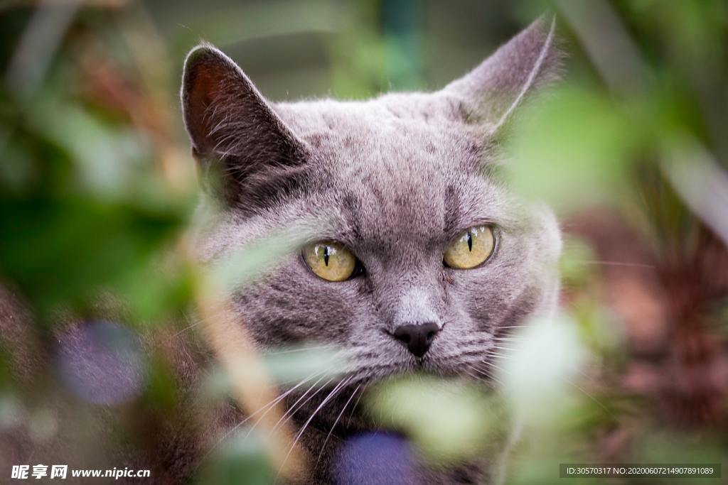 猫咪