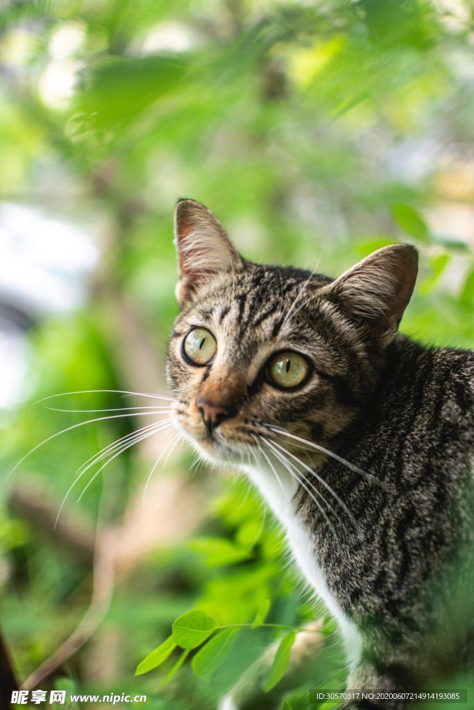 猫